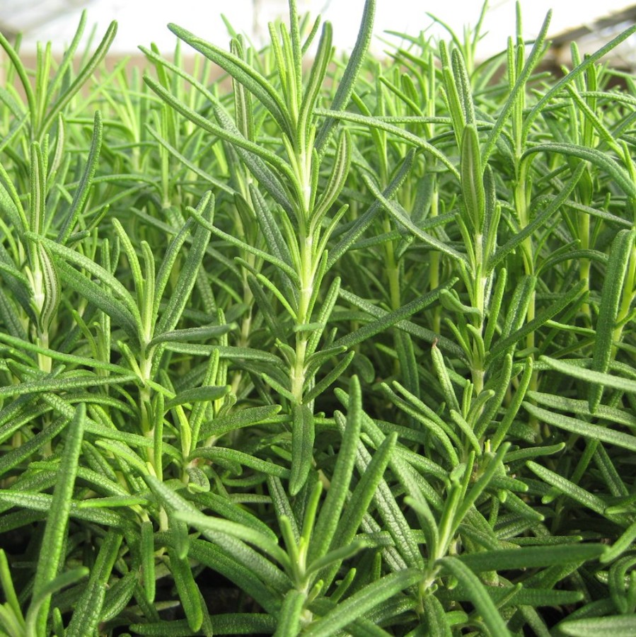 Shady Acres Rosemary Herb Plant has upright growth with dense needle foliage, and is pollinator friendly and drought tolerant