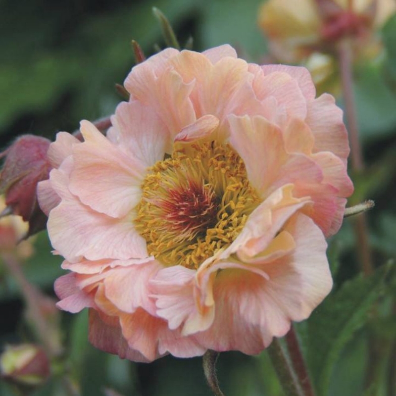 Picture of Mai Tai Geum Plant