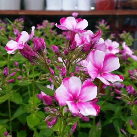 Picture of Neon Flare Garden Phlox Plant