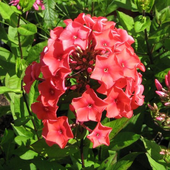 Picture of Tequila Sunrise Garden Phlox Plant