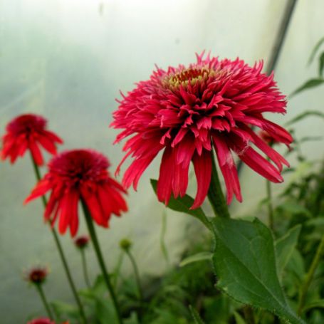 Picture of Secret™ Love Echinacea Plant