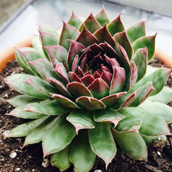 Picture of Red Heart Sempervivum Plant