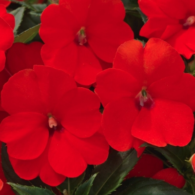 Picture of SunPatiens® Compact Electric Orange Impatiens Plant