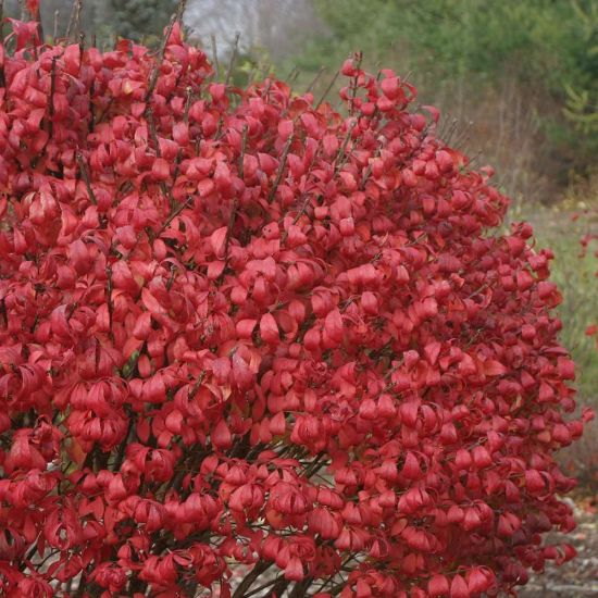 Picture of Unforgettable Fire® Euonymus Plant