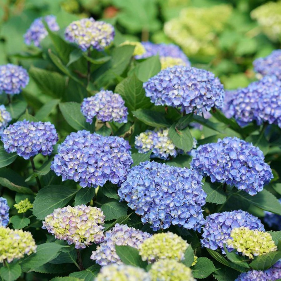 Let's Dance Rhythmic Blue Hydrangea plant has large mophead flowers, color varies with soil pH