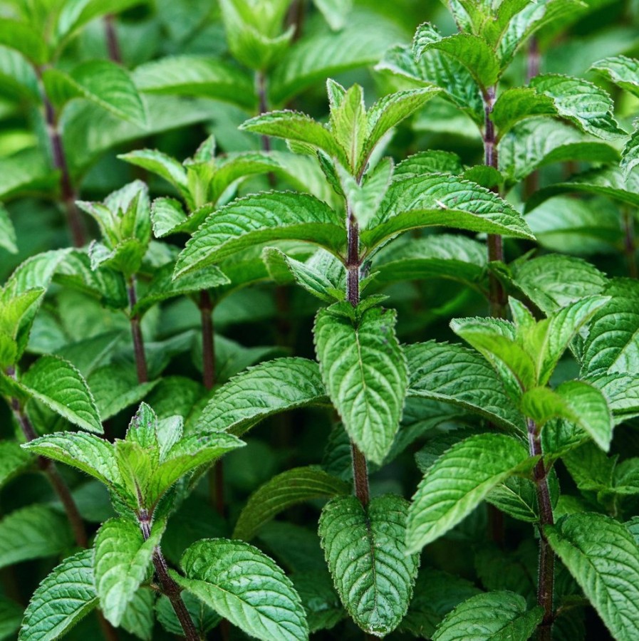 Mojito Mint Herb Plant has upright, branching stems full of fragrant, serrated leaves, heat tolerant