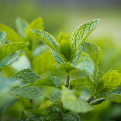 Kentucky Colonel Mint Herb Plant has dense growth with slightly serrated, fragrant leaves, heat tolerant, deer resistant