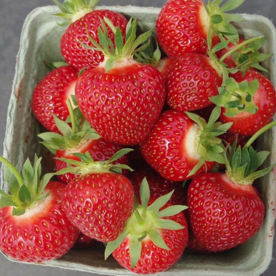 Cavendish Strawberry Plant, high yield, disease resistant