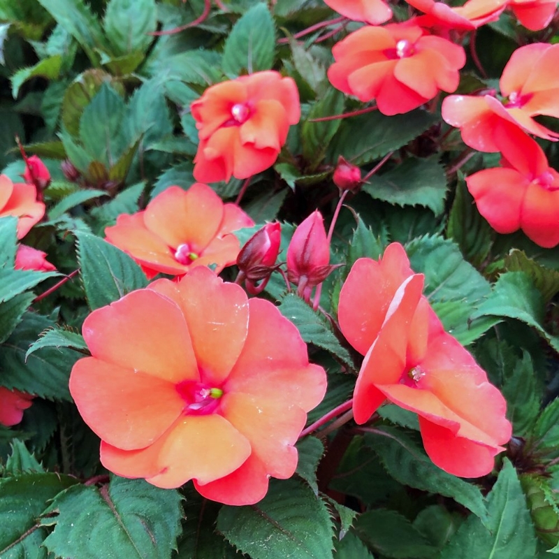 Picture of SunPatiens® Compact Hot Coral Impatiens Plant