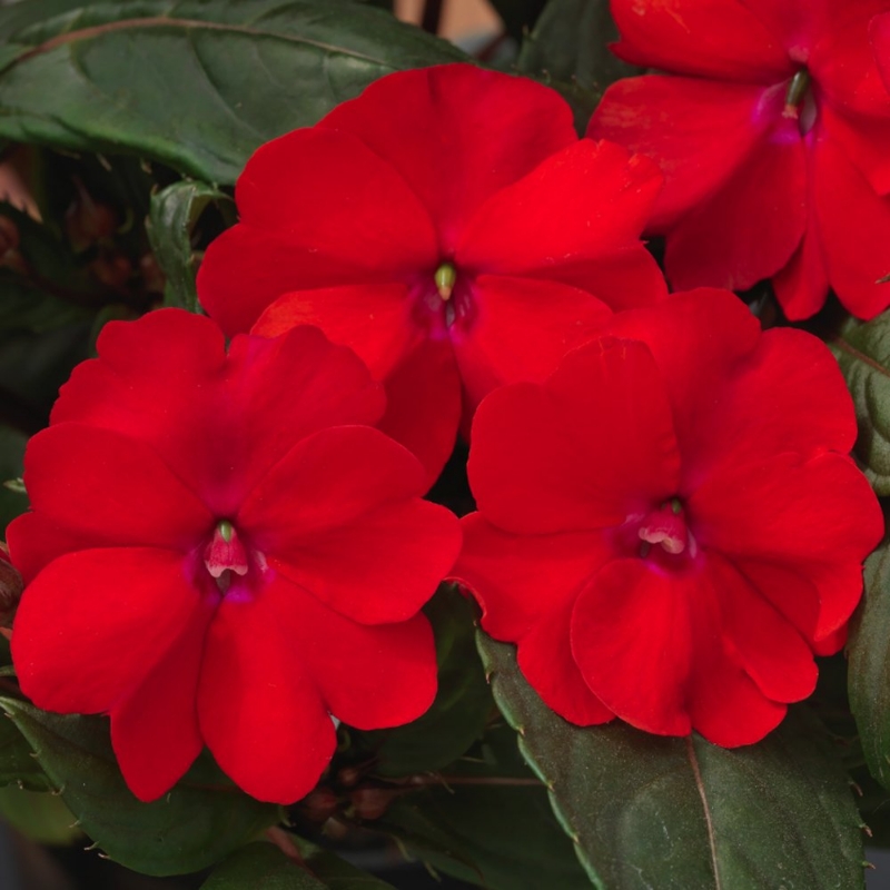 Picture of SunPatiens® Compact Red Impatiens Plant