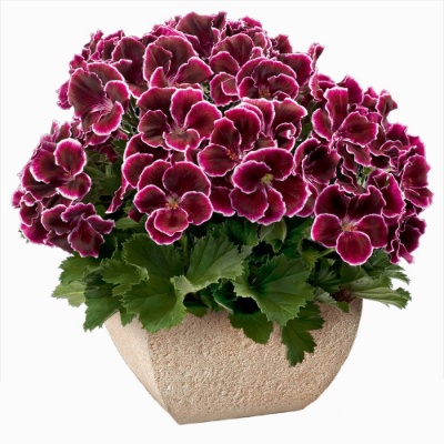 Aristo Black Beauty Geranium Plant