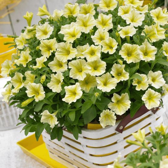 Picture of Surfinia® Trailing Yellow Petunia Plant