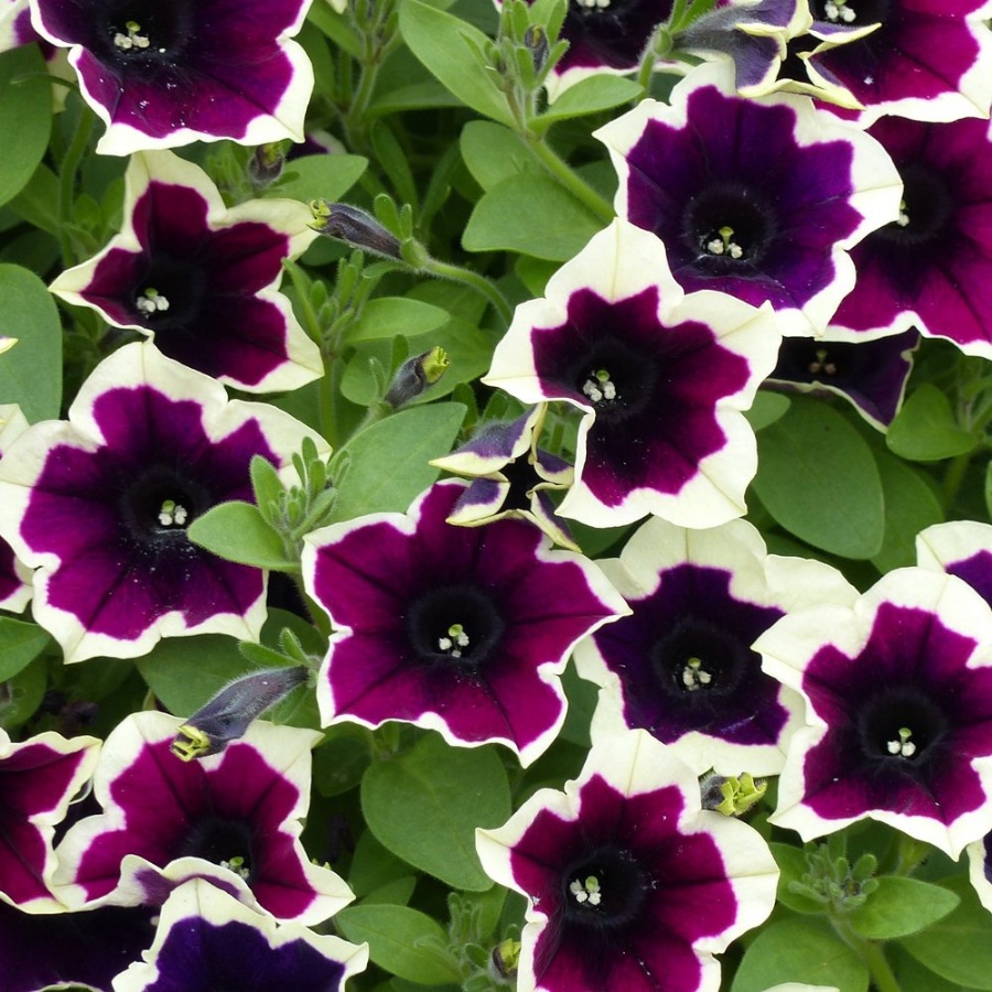 Picture of Cascadias™ Rim Magenta Petunia Plant