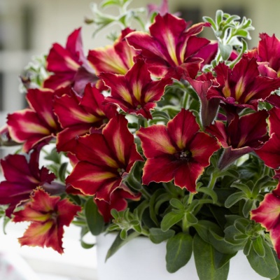 Crazytunia Mandevilla Petunia Plant