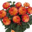 Picture of Dahlinova Hypnotica® Tequila Sunrise Dahlia Plant