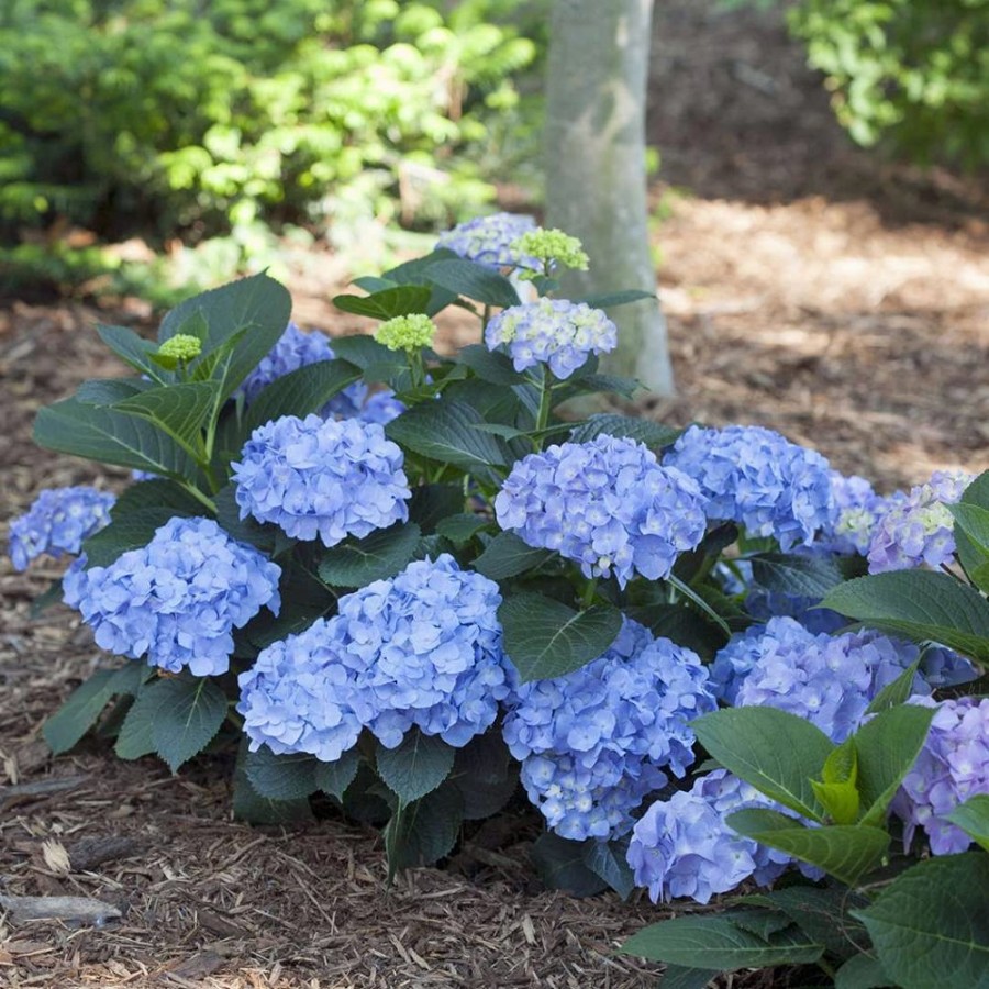 Let's Dance Blue Jangles Hydrangea plant has compact form and large, blue blooms