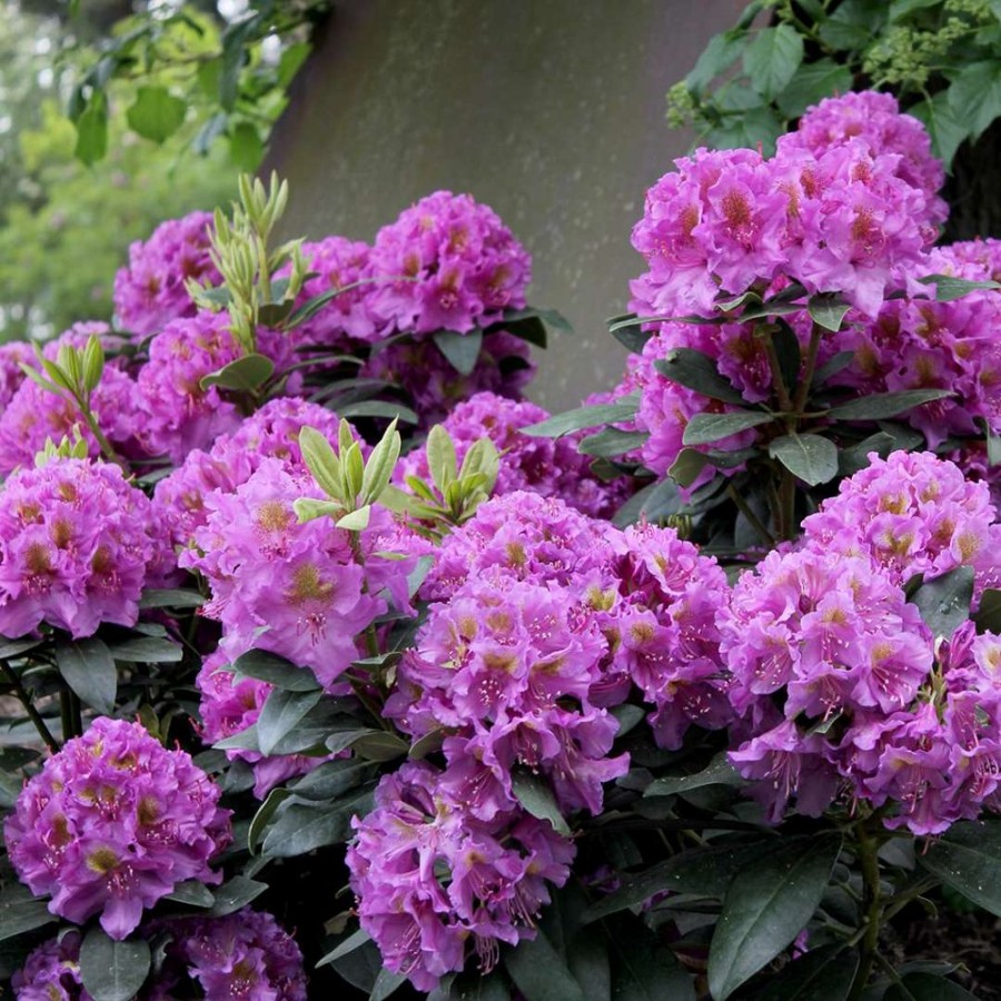 A Dandy Man Purple is covered in clusters of deep purple flowers