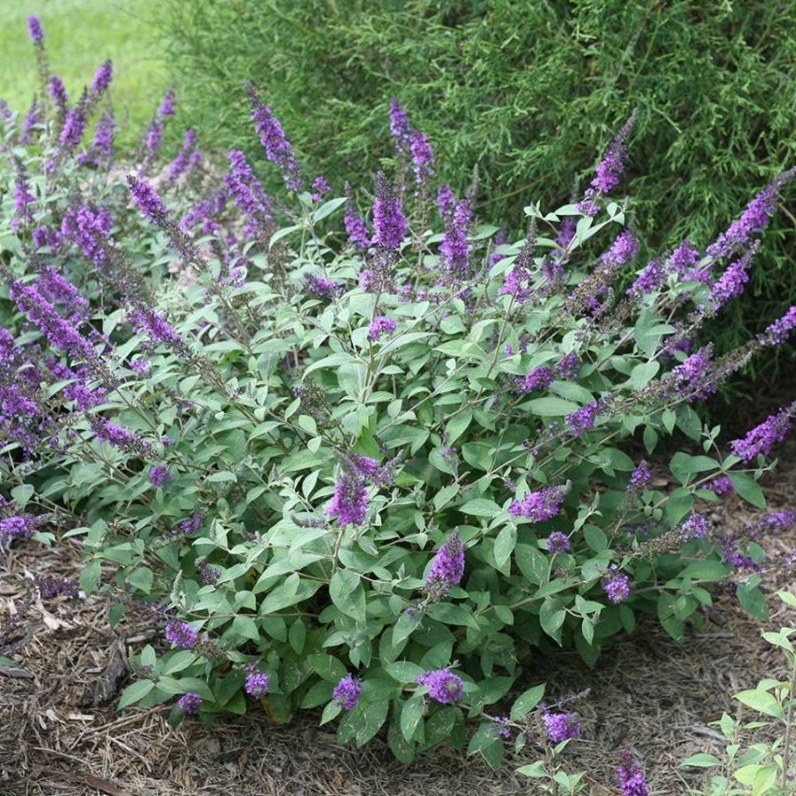 Lo & Behold Blue Chip Jr Buddleia Plant is a dwarf variety with a compact growth habit and showy, blue flower spikes