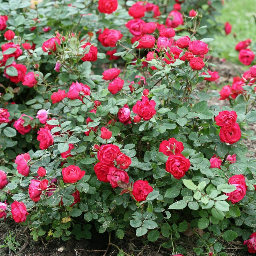 A cluster of red roses blooming in a garden