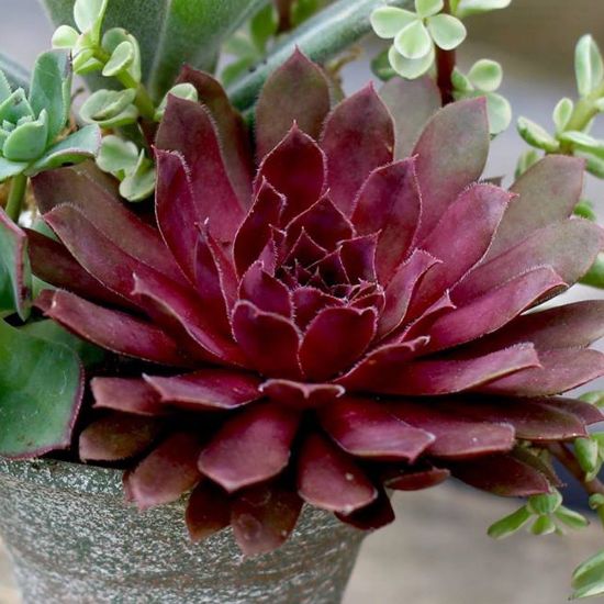 Picture of Royal Ruby Sempervivum Plant