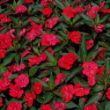 SunPatiens Vigorous Red Impatiens Plant - Stock Photo