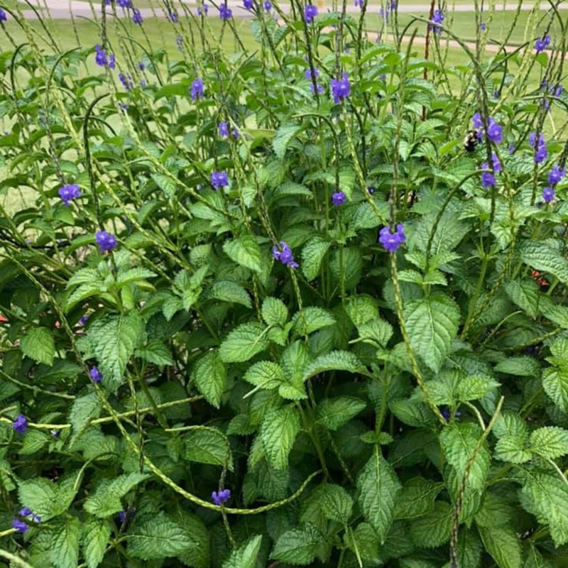 Picture of Purple Porterweed Plant