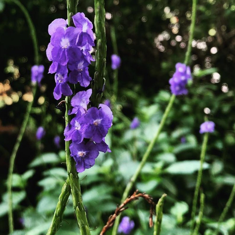 Picture of Lavender Porterweed Plant