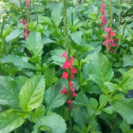 Picture of Dwarf Red Porterweed Plant