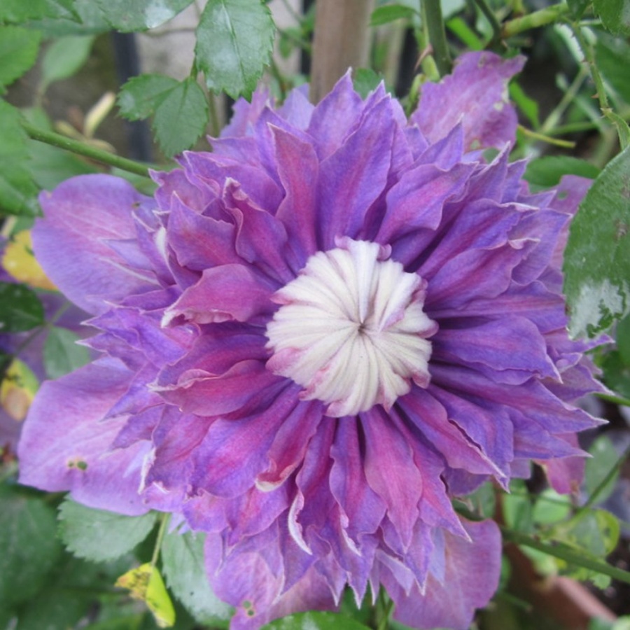 Picture of Diamantina™ Clematis Plant