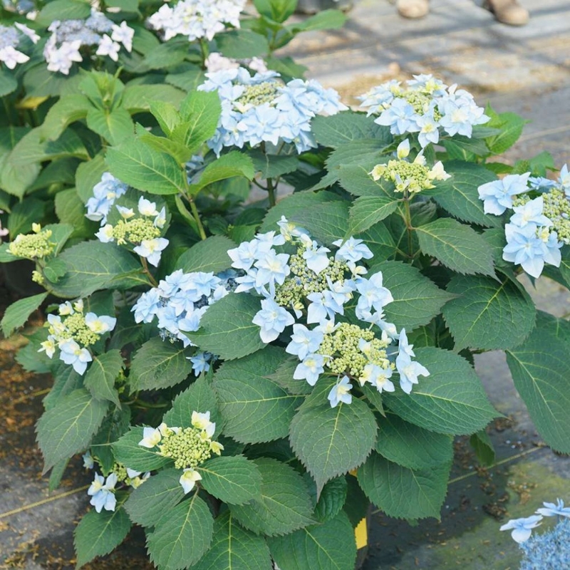 Tuff Stuff Ah Ha Hydrangea plant has large lacecap blooms with double florets