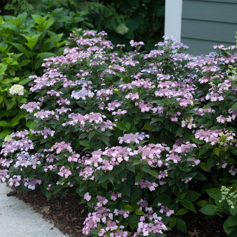 Tiny Tuff Stuff Hydrangea plant features small, double flowers in soft blue or pink hues