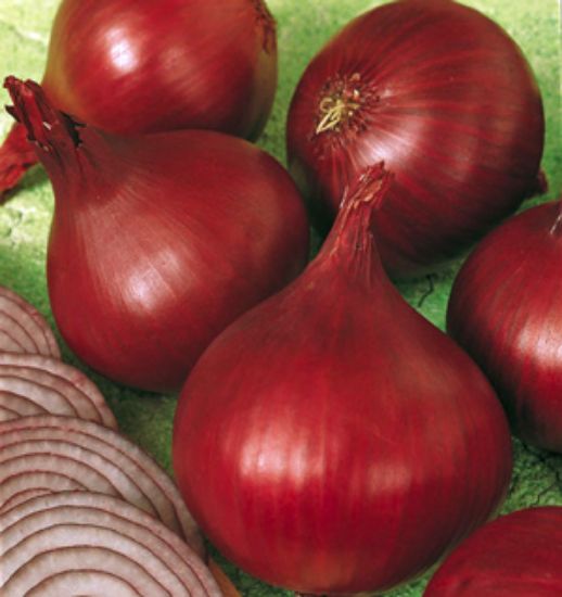 Picture of Red Wing Onion Plant