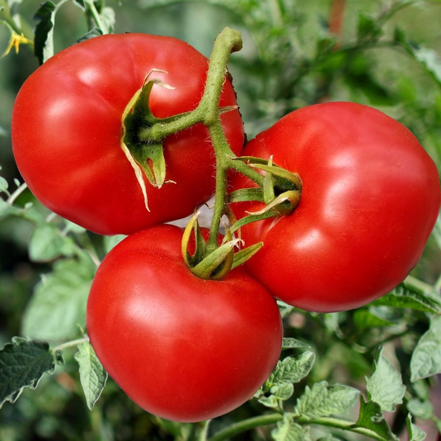 Manalucie Tomato Plant, disease resistant, heat tolerant