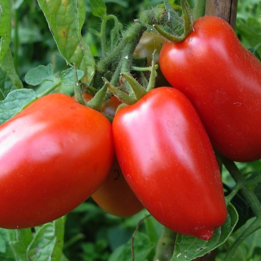 Super Italian Paste Tomato Plant, heirloom, indeterminate, large red fruit, sweet flavor