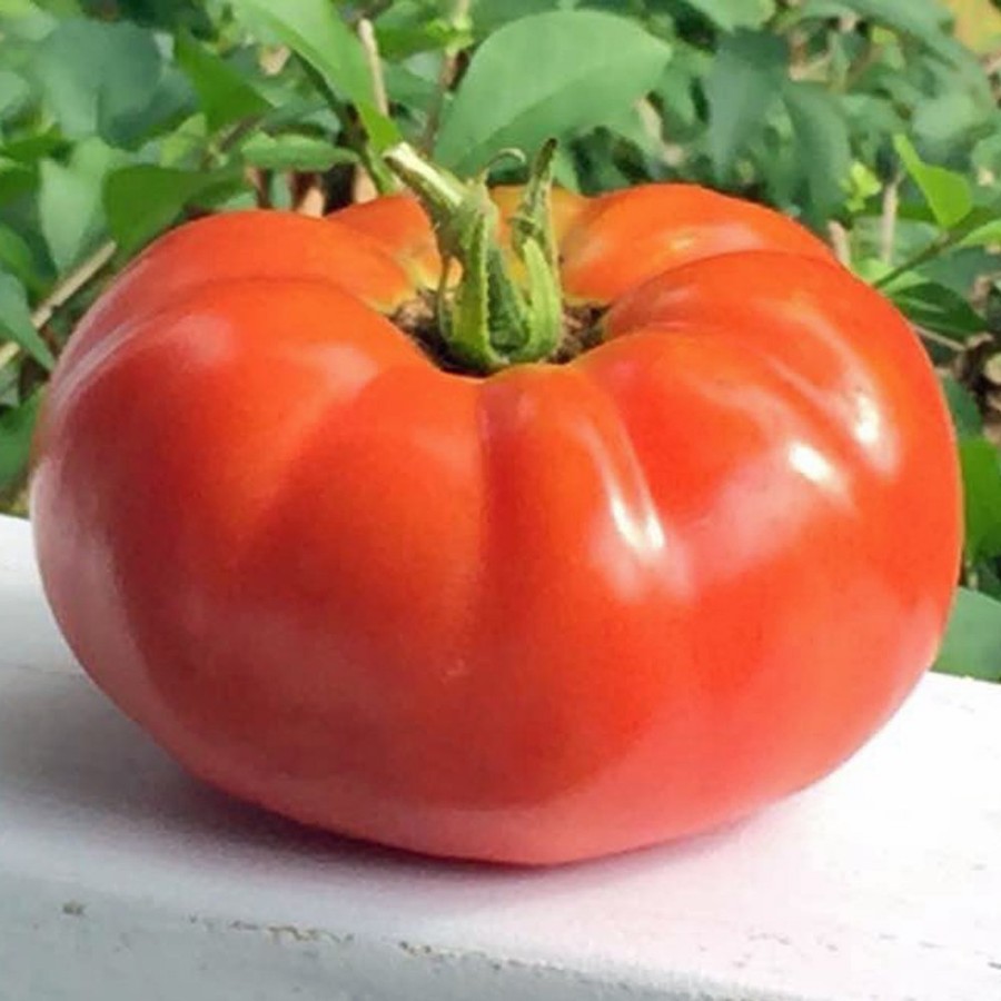 Rutgers Tomato Plant, heirloom, indeterminate, medium-sized red fruits, high yield canning tomato