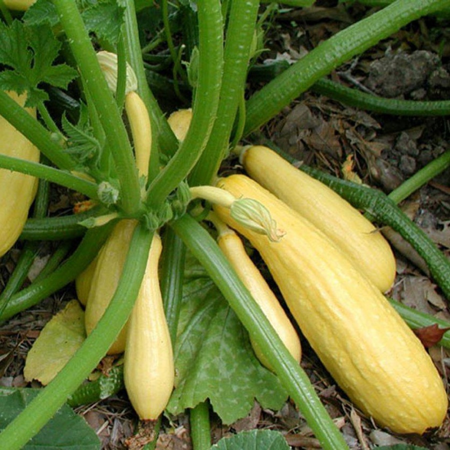 Early Summer Golden Yellow Crookneck Squash Plant, heirloom variety, yellow squash