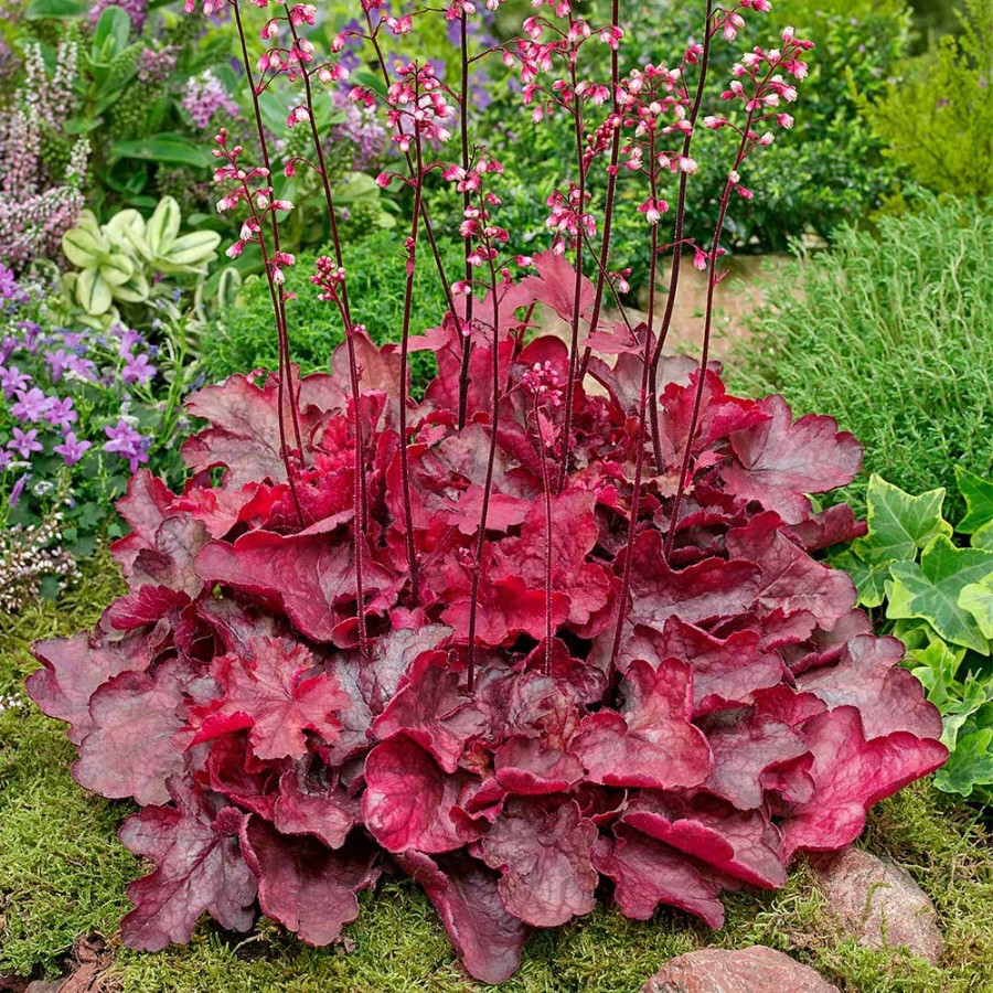 Picture of Fire Chief Heuchera Plant