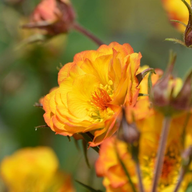 Picture of Mango Lassi Geum Plant