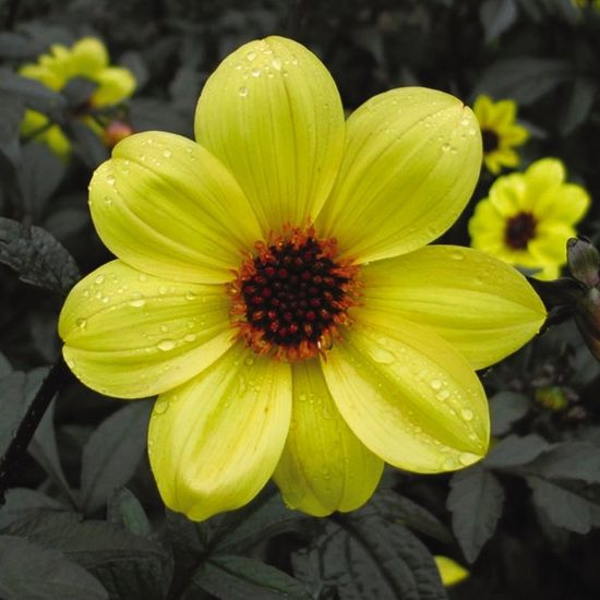 Picture of Mystic Illusion Dahlia Plant