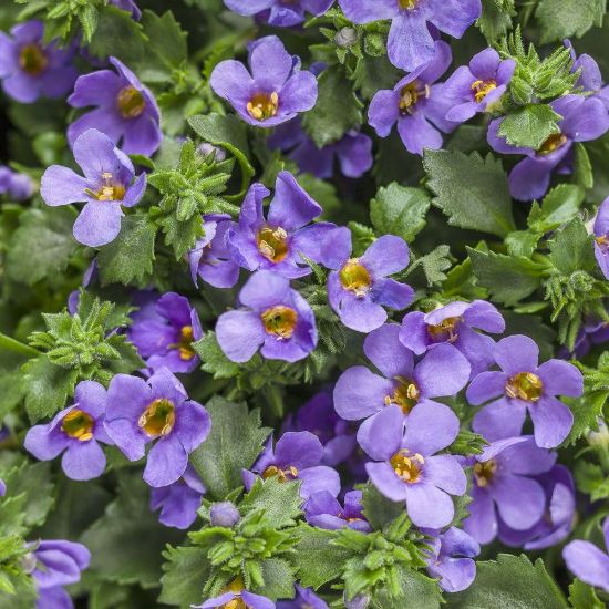 Picture of Snowstorm Blue Improved Bacopa Plant