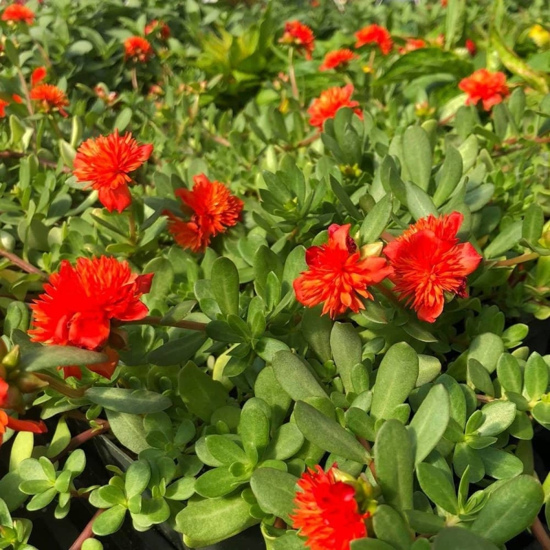 Picture of Colorblast Double Scarlet Portulaca Plant