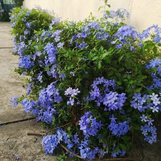 Picture of Imperial Blue Plumbago Plant