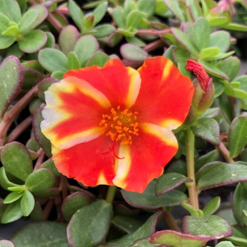 Picture of Colorblast Mango Mojito Portulaca Plant