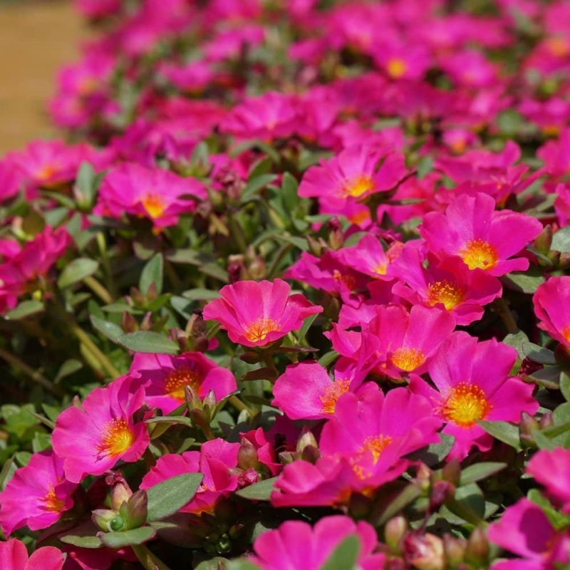 Picture of Mojave® Fuchsia Portulaca Plant