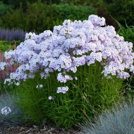 Picture of Fashionably Early Lavender Ice Garden Phlox Plant