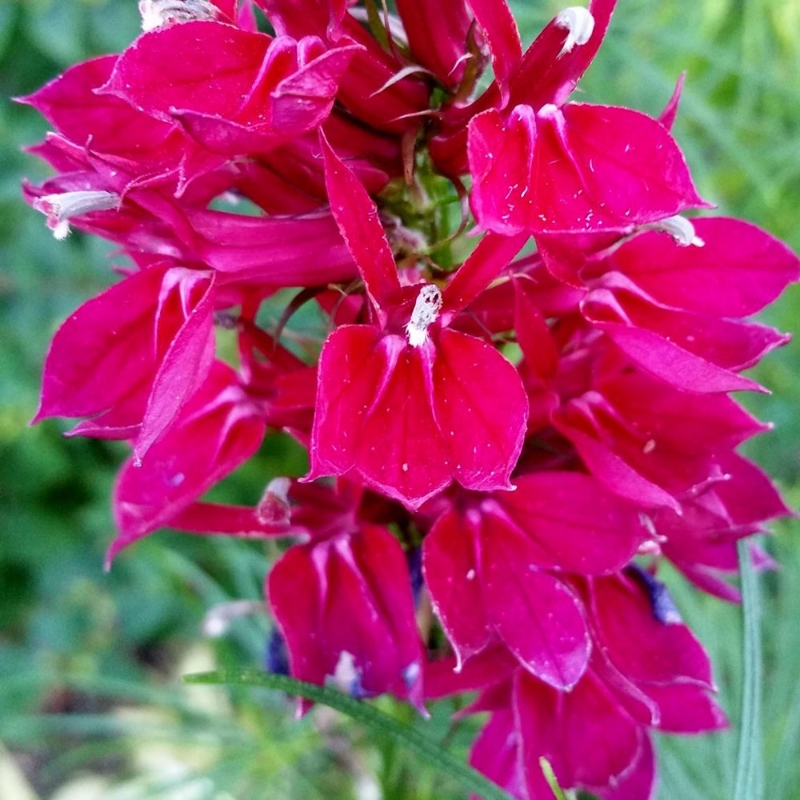 Picture of Fan Burgundy Lobelia Plant