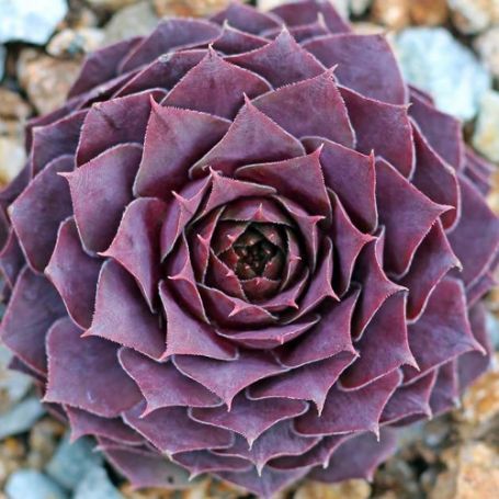Picture of Desert Bloom Sempervivum Plant