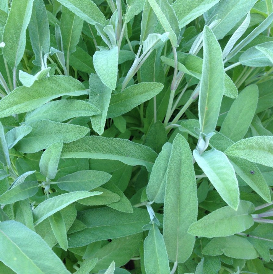 Common Sage Herb Plant, deer resistant, bee friendly, drought tolerant, long, slender green leaves