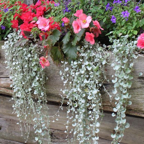 Picture of Silver Falls Dichondra Plant