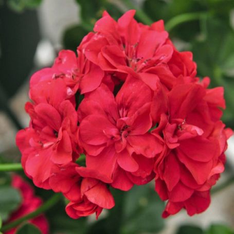 Picture of Great Balls of Fire™ Melon Geranium Plant